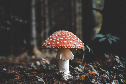 Auf dem Foto sieht man einen Fliegenpilz im Wald.