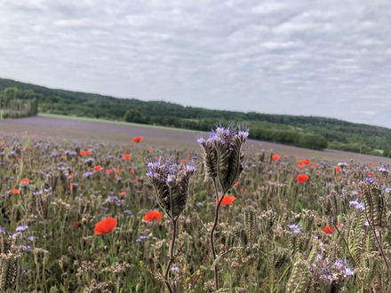 Auf dem Foto sieht man ein großes Feld Kornblumen.