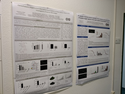 Das Bild zeigt 2 wissenschaftliche Poster mit verschiedenen Diagrammen und Texten. Lesbar ist aber nichts.