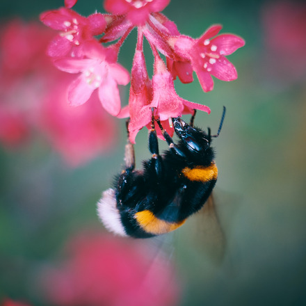 Auf dem Foto sieht man eine Hummel auf einer pinken Blüte.