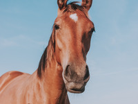 Auf dem Foto sieht man einen braunen Warmbluthengst von vorne. (Bild öffnet vergrößert)