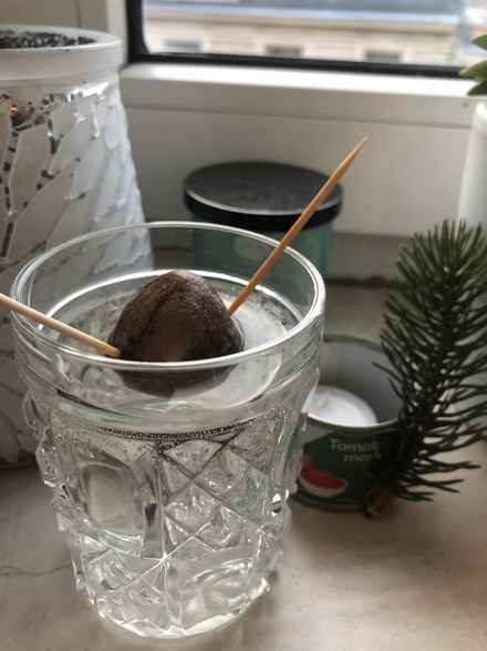 Auf dem Foto sieht man einen Avocadokern in einem Glas mit Wasser.